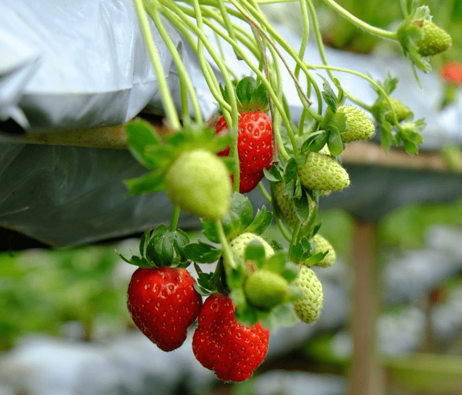 Strawberry Farm, Genting