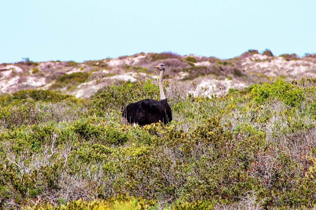 Things To Do In West Coast National Park