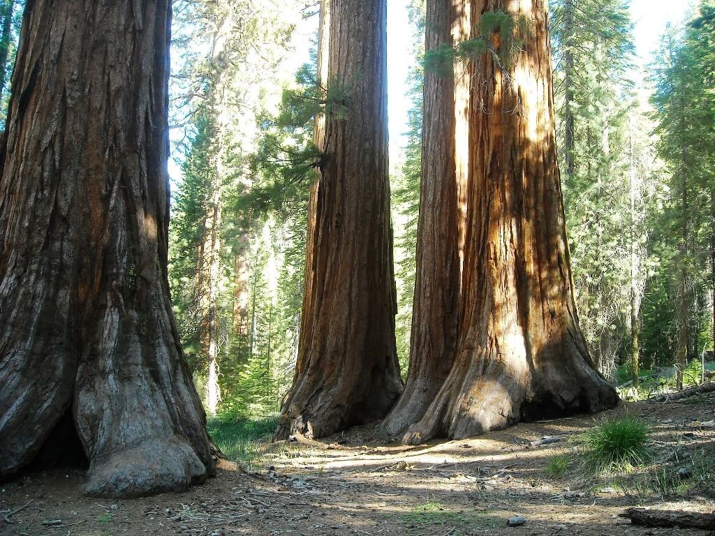 Sequoia, Three Rivers - Beautiful Small Towns In California