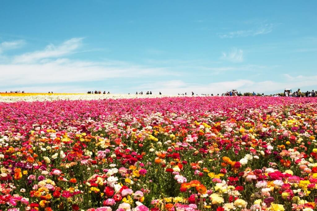 The Flower Fields Carlsbad - Beautiful Small Towns In California