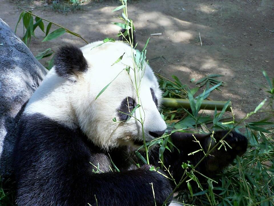 San Diego Zoo - San Diego Itinerary