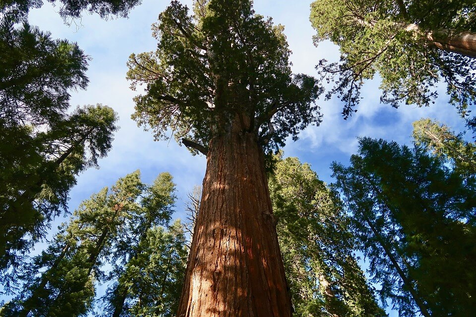 Sequoia National Park- California With Kids