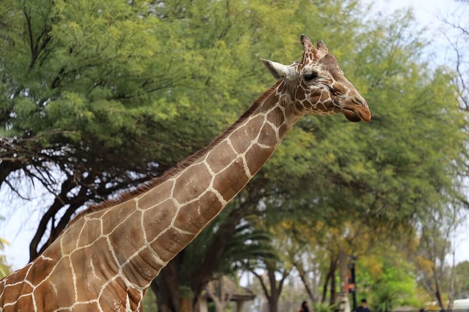Reid Park Zoo - Things To Do In Tucson With Kids