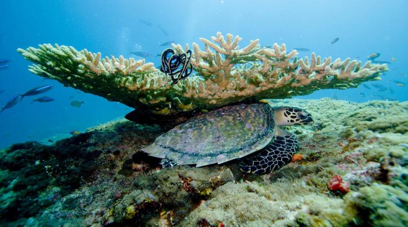 scuba diving in the Maldives