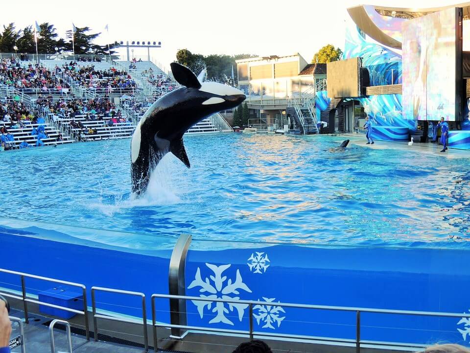 SeaWorld - Things To Do In San Diego With Kids