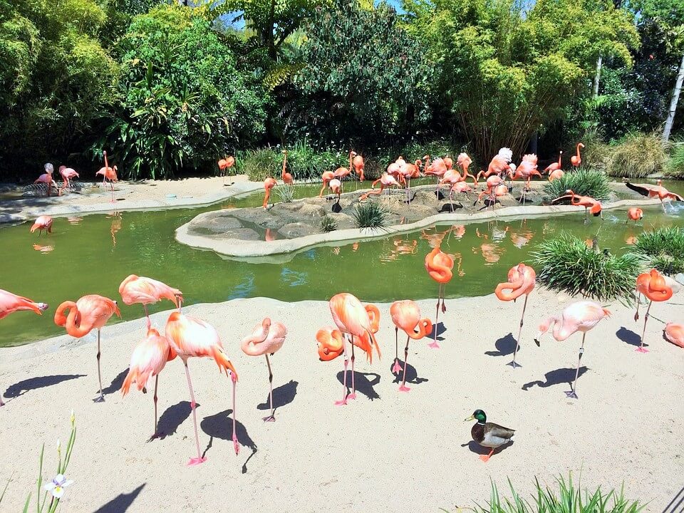 San Diego Zoo - Things To Do In San Diego With Kids