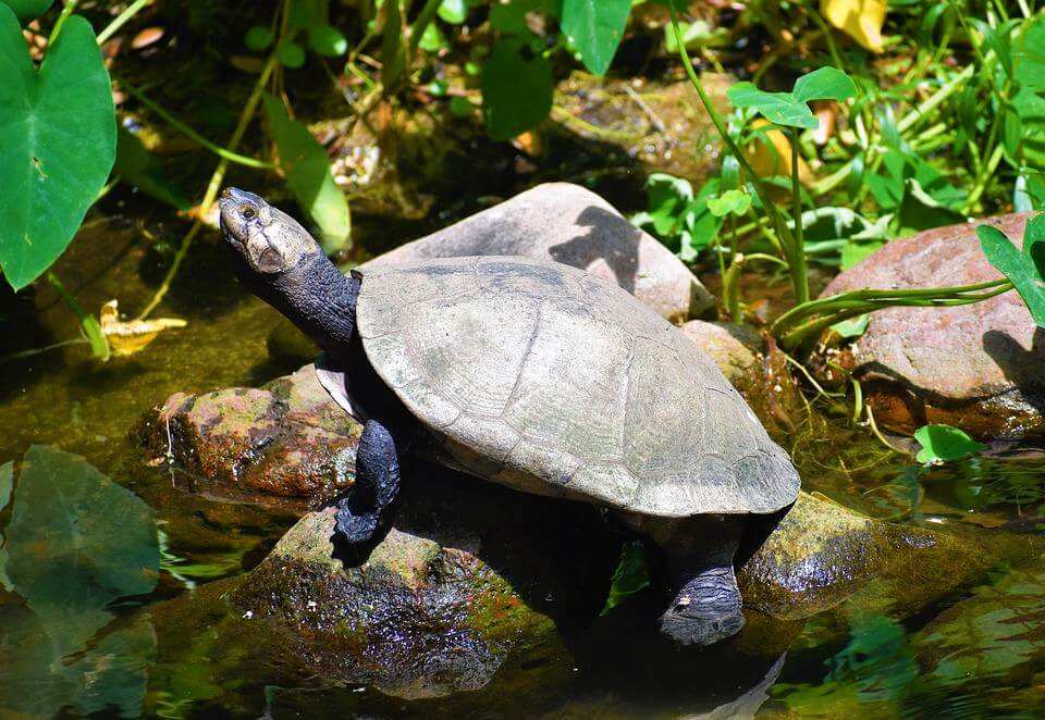 Visit San Antonio Zoo - Things To Do In San Antonio With Kids