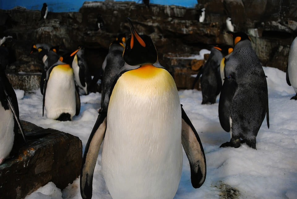 See Penguins In SeaWorld - Things To Do In San Antonio With Kids