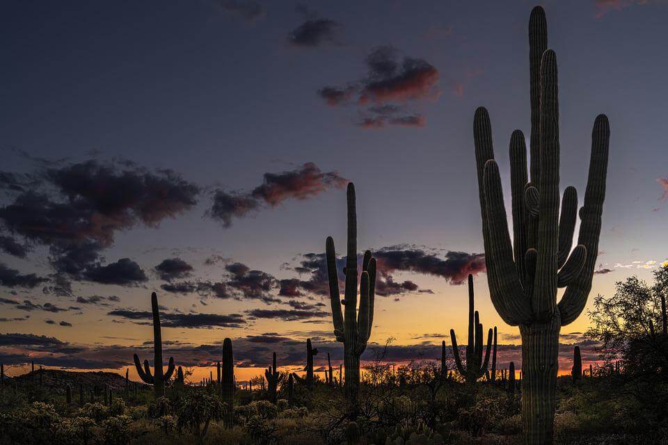 Sunset At Saguaro National Park - Tucson Itinerary