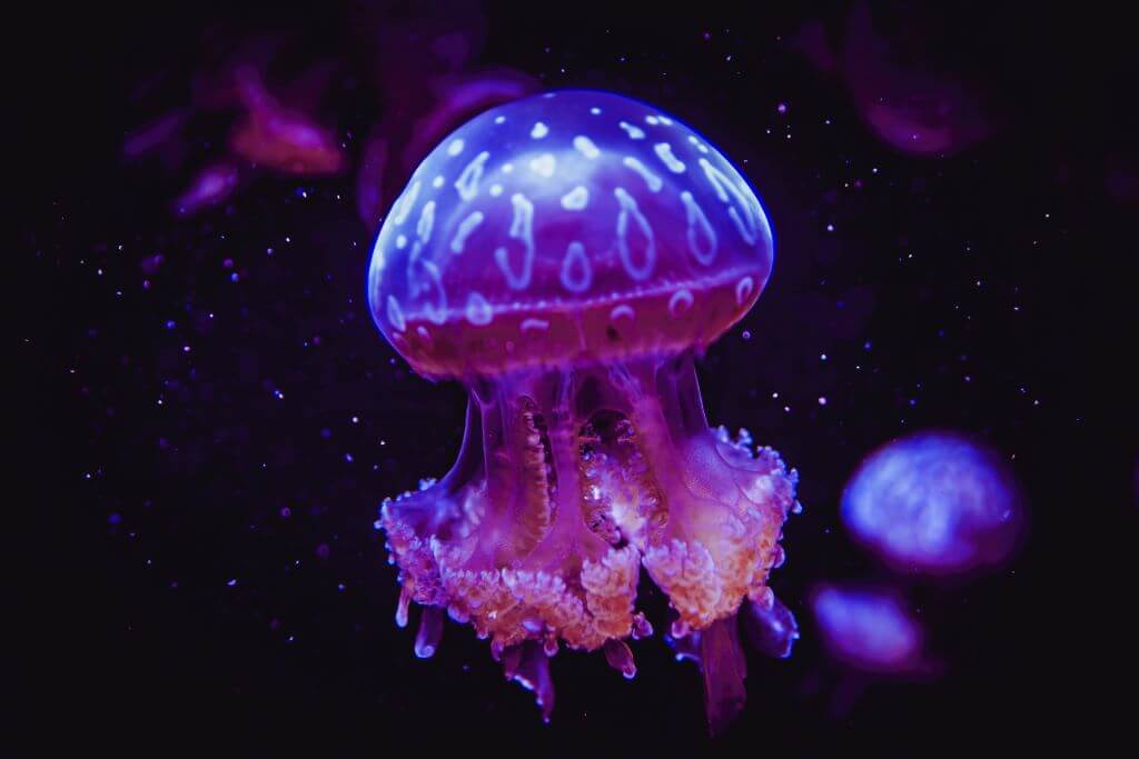 Seattle Aquarium - Things To Do In Seattle In Summer