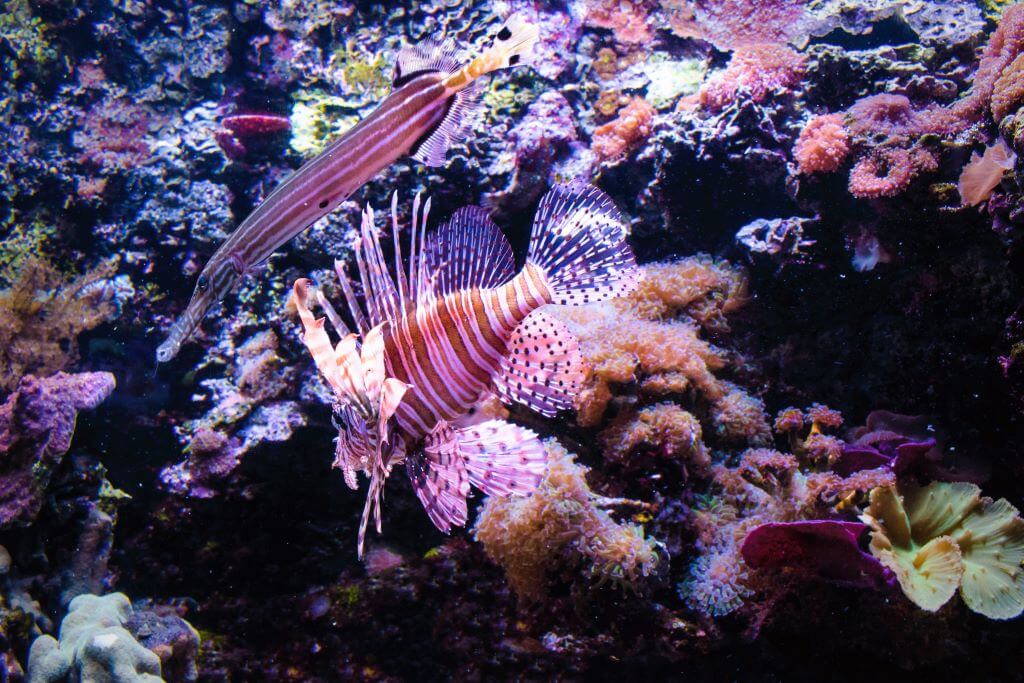 Seattle Aquarium - Things To Do In Seattle With KIds