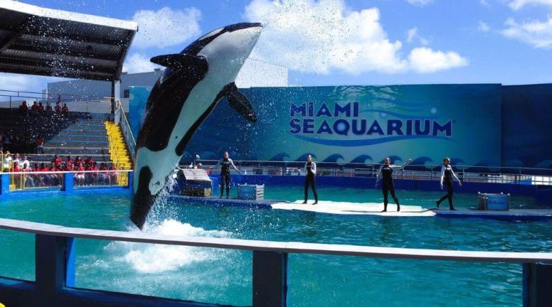 Seaquarium - Things To Do In Miami In Summer