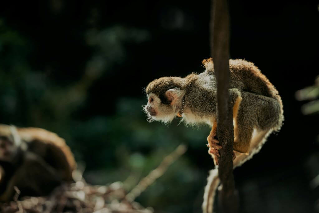 Phoenix Zoo - Things To Do In Phoenix In Summer