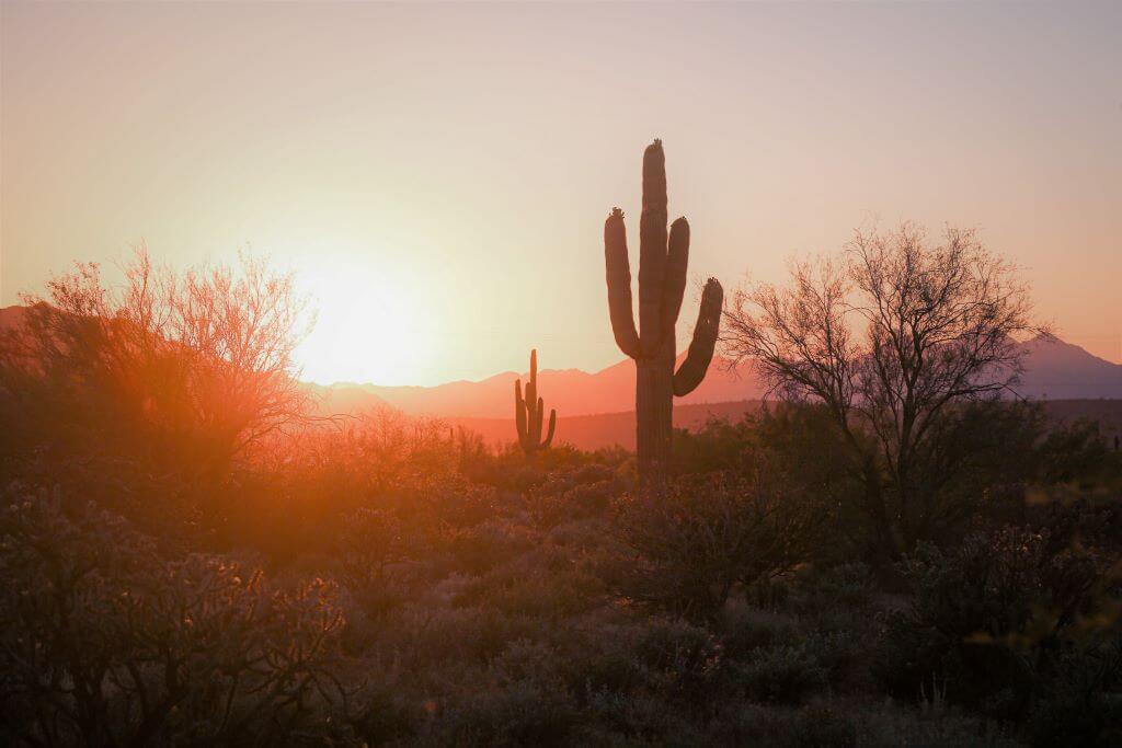 Desert Botanical Garden - Things To Do In Phoenix In Summer