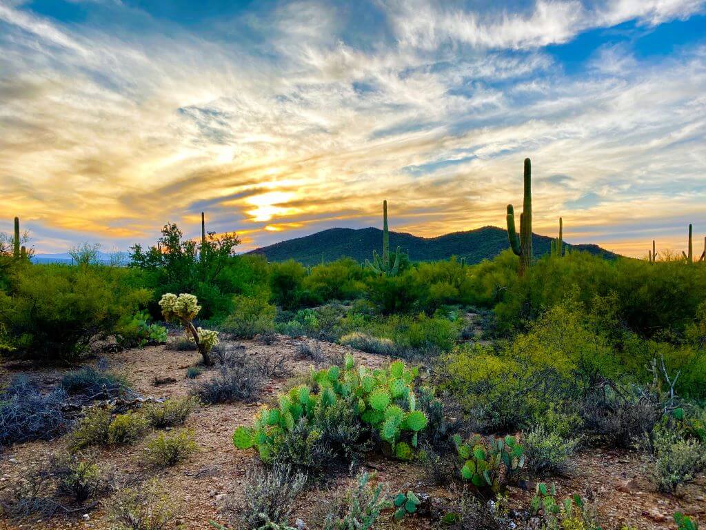 Catalina State Park - Tucson In Summer